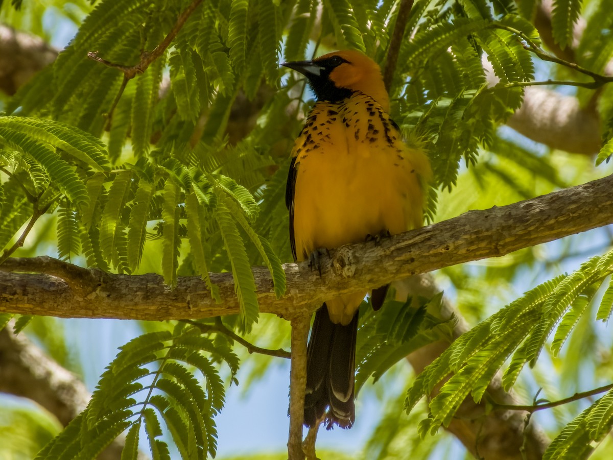 Spot-breasted Oriole - ML619790324