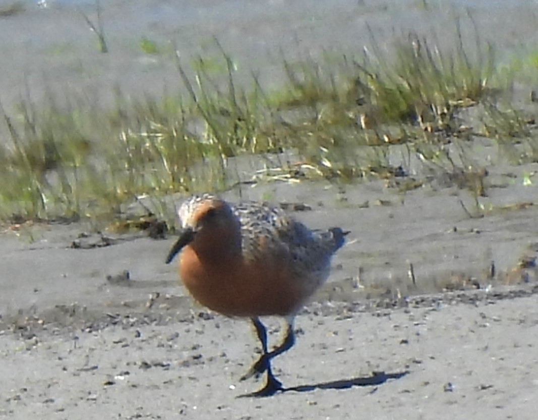 Red Knot - ML619790329