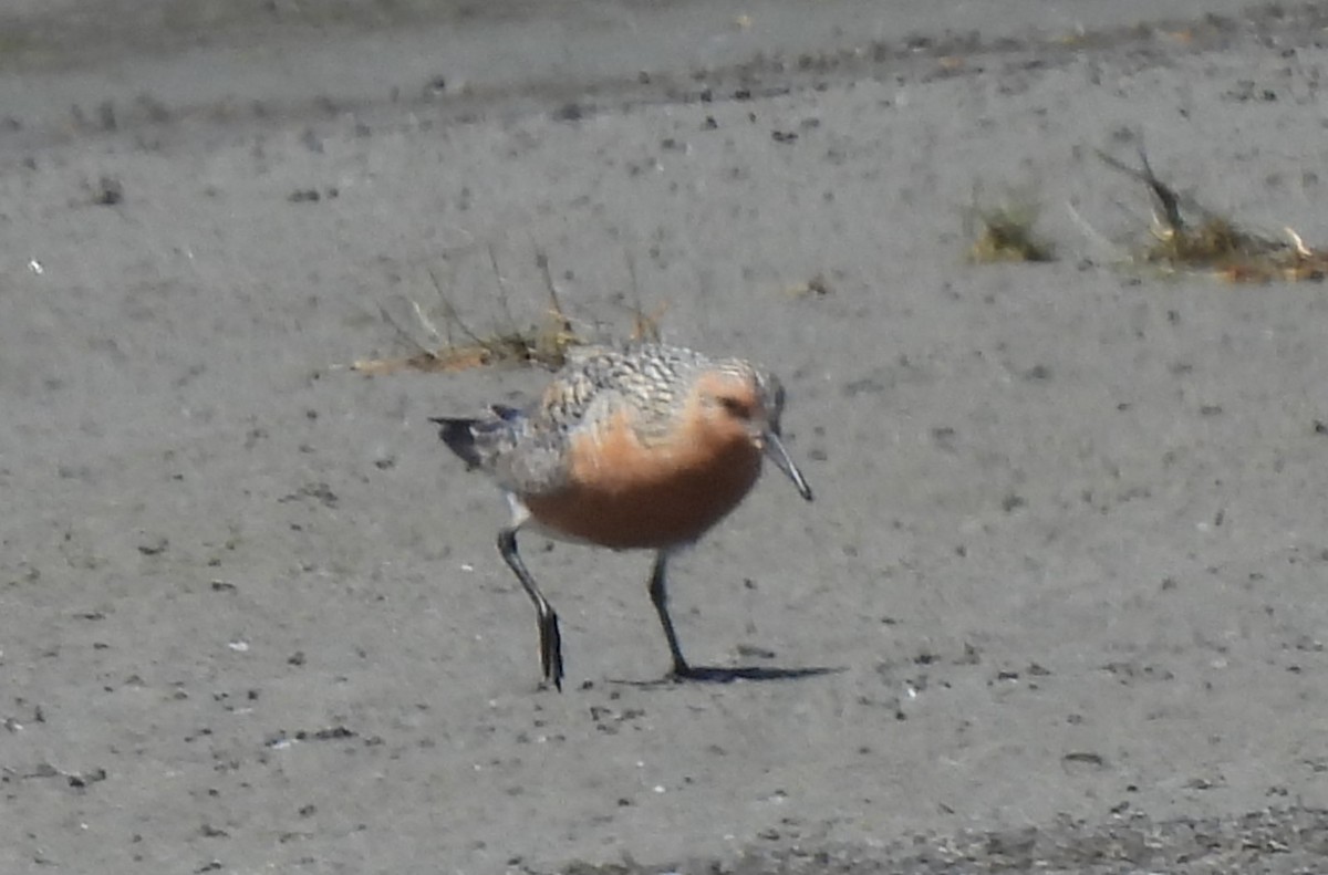 Red Knot - ML619790330