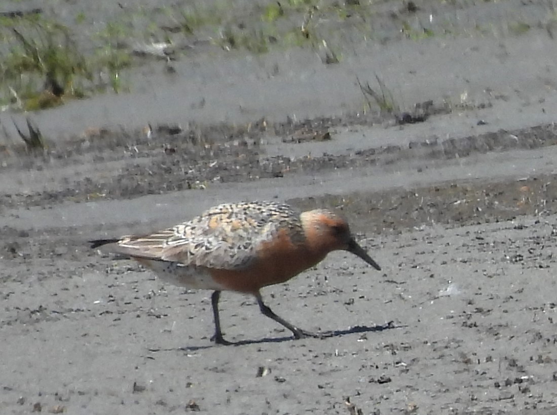 Red Knot - ML619790331