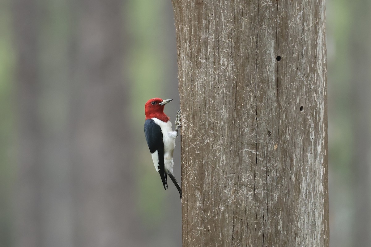 Red-headed Woodpecker - ML619790343