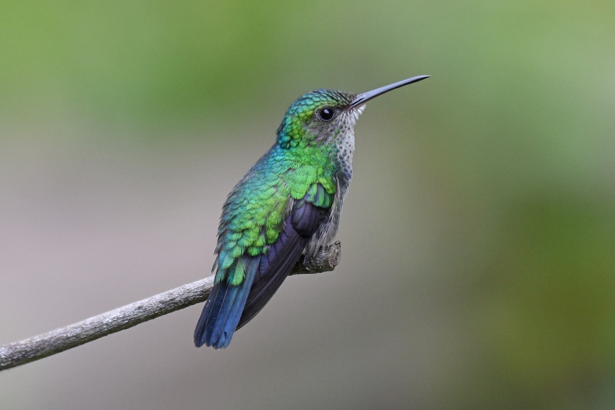 kolibřík modrobradý - ML619790344