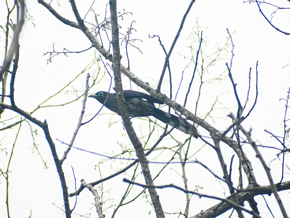 Blue-faced Malkoha - ML619790349