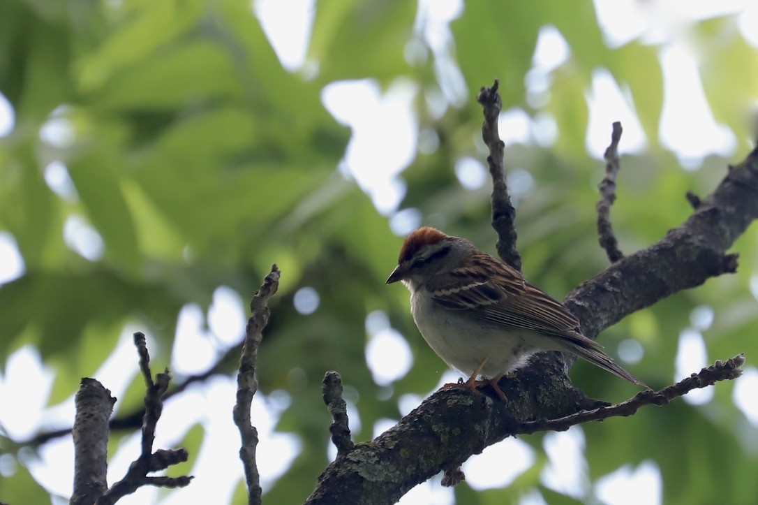 Chipping Sparrow - ML619790351