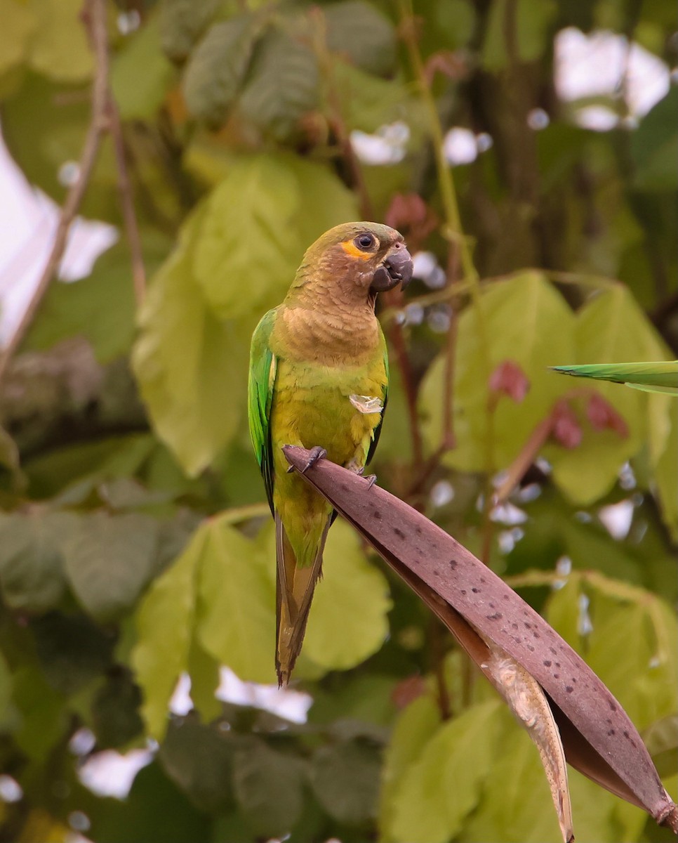 Brown-throated Parakeet - ML619790371