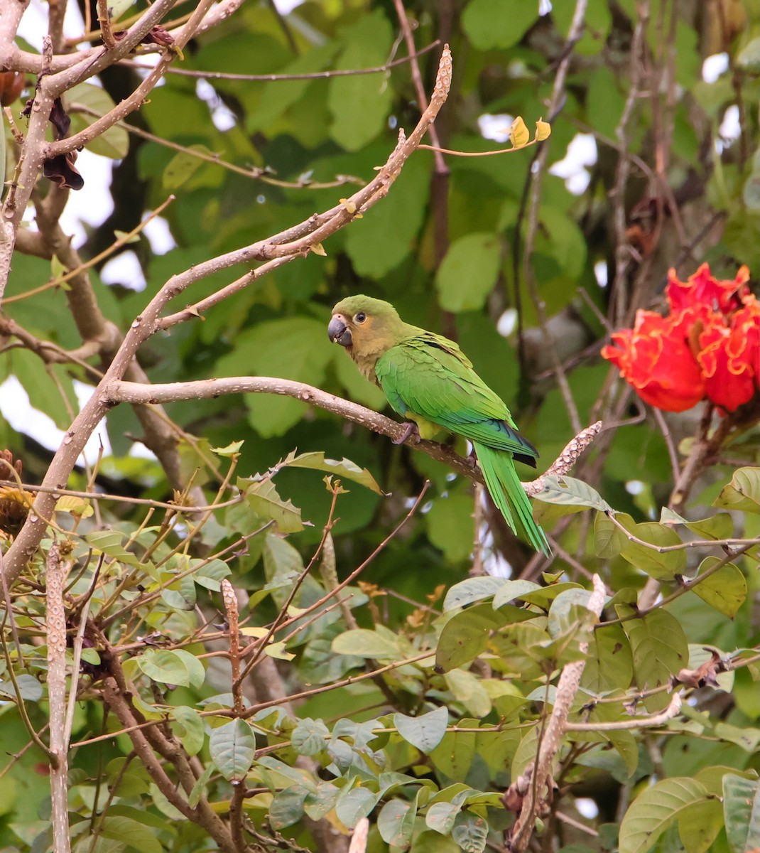 Brown-throated Parakeet - ML619790372