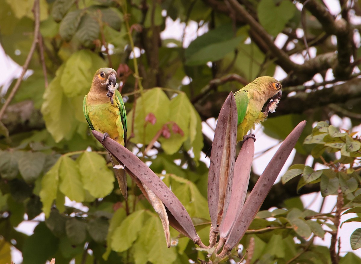 Brown-throated Parakeet - ML619790373