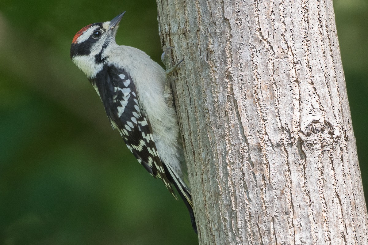 Downy Woodpecker - ML619790377