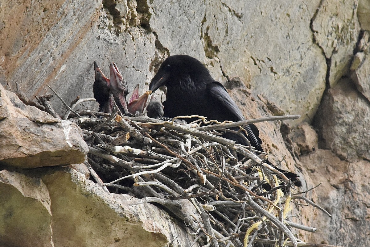 Common Raven - ML619790382