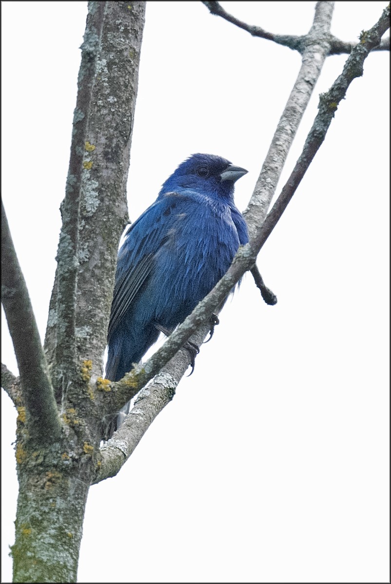 Indigo Bunting - Paul Lagasi