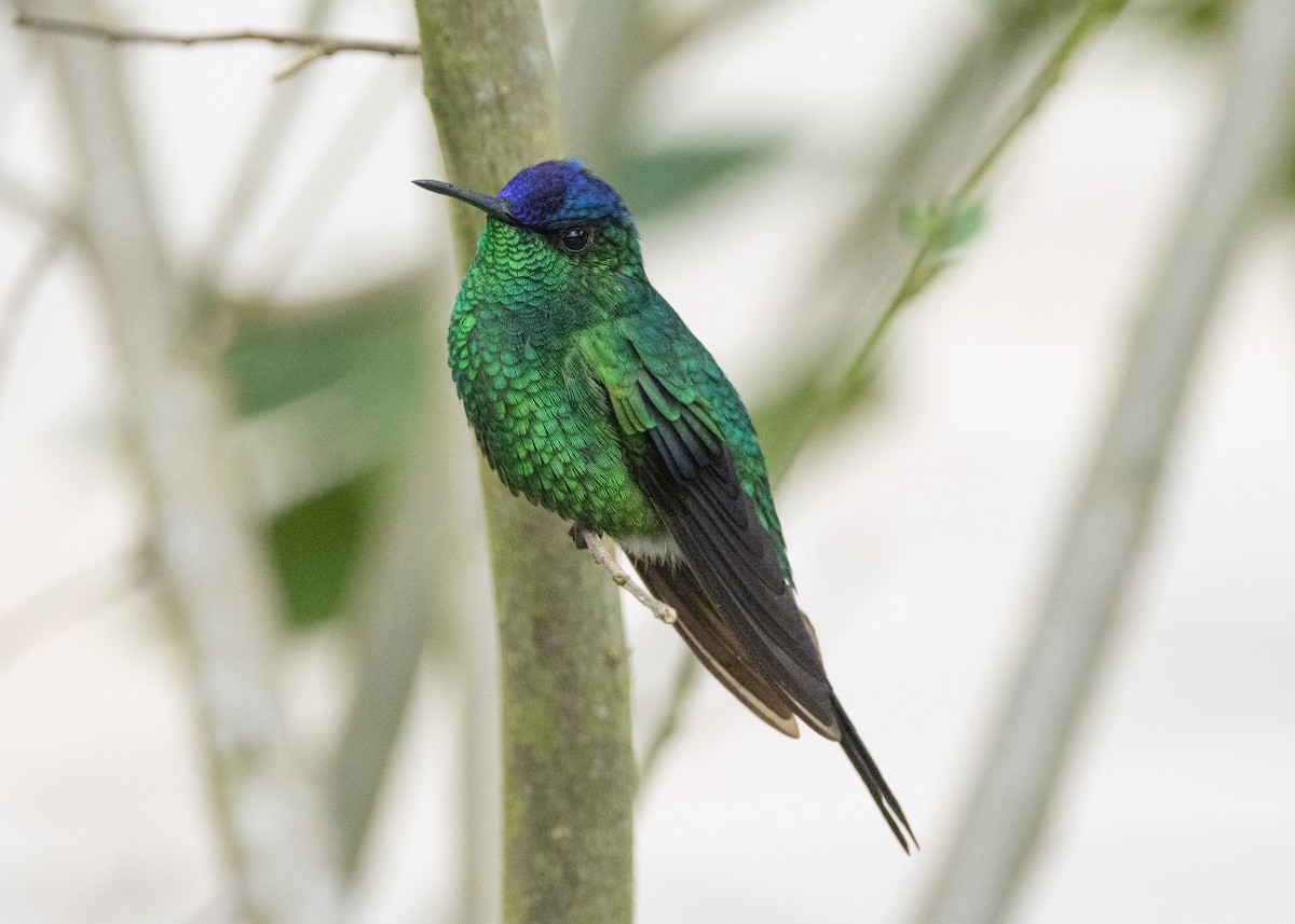 Violet-capped Woodnymph - Silvia Faustino Linhares