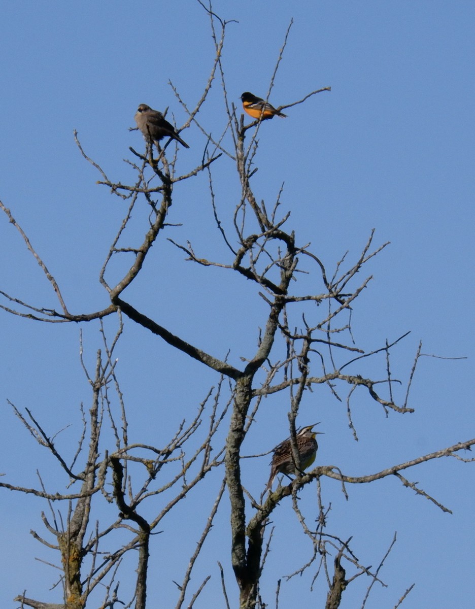 Eastern Meadowlark - ML619790392