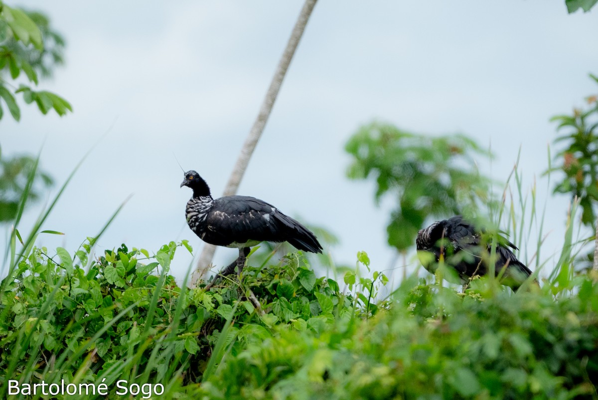 Horned Screamer - ML619790415