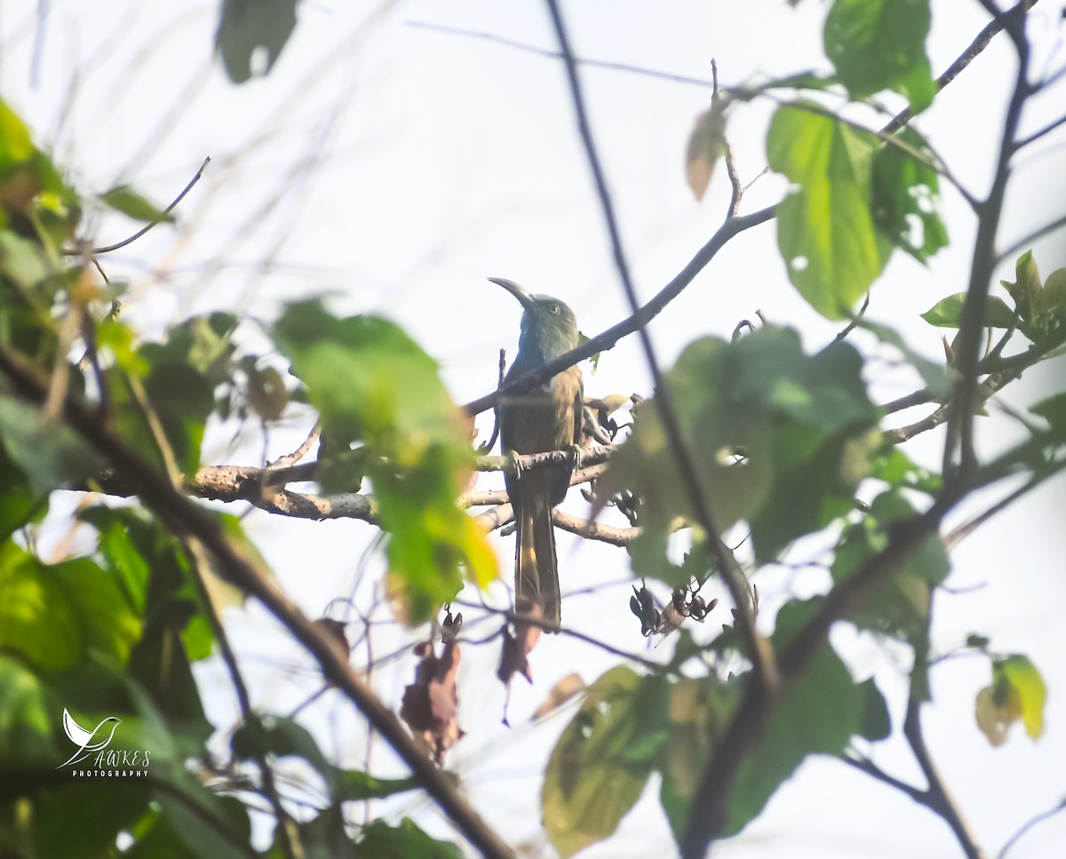 Blue-bearded Bee-eater - ML619790420