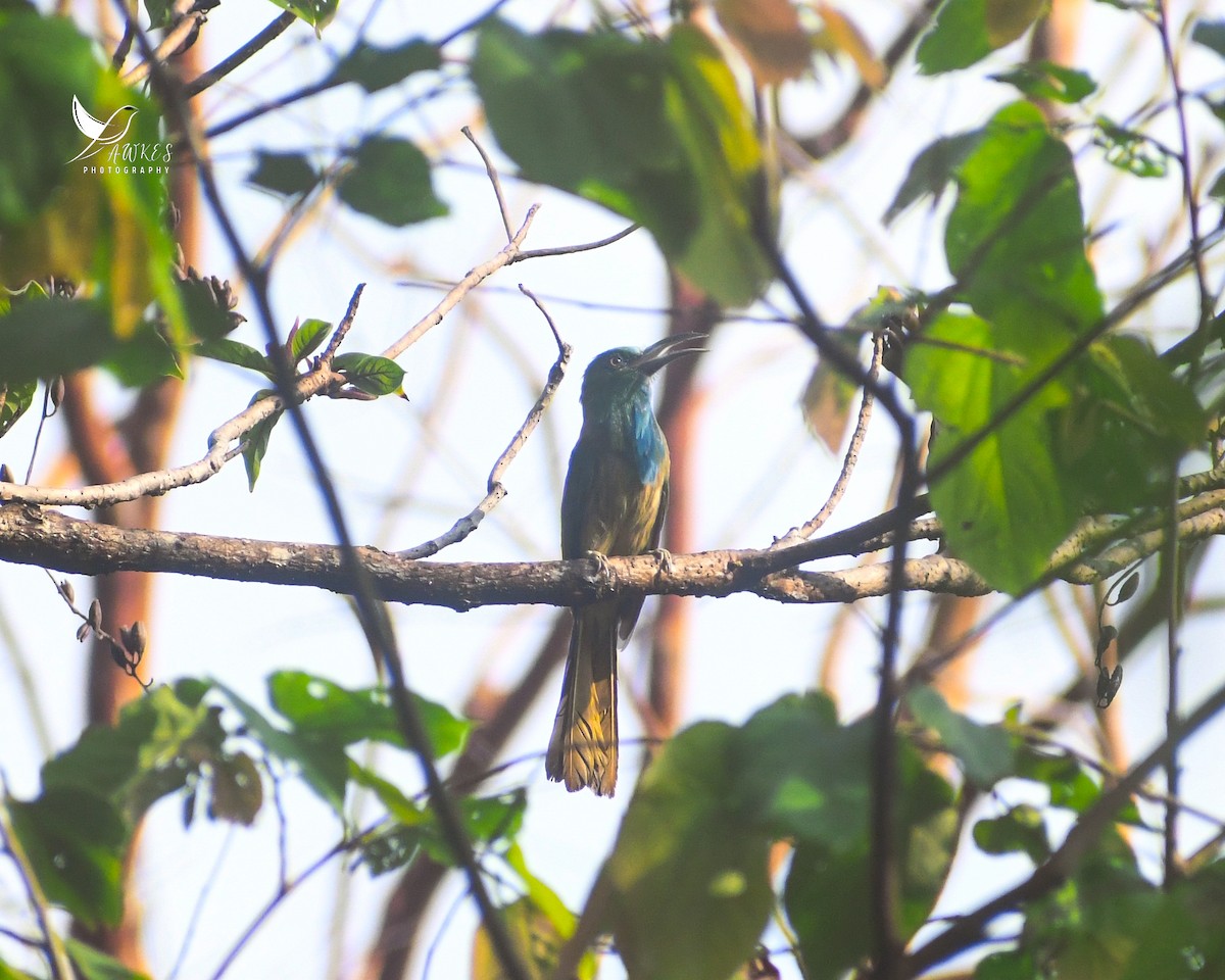 Blue-bearded Bee-eater - ML619790421