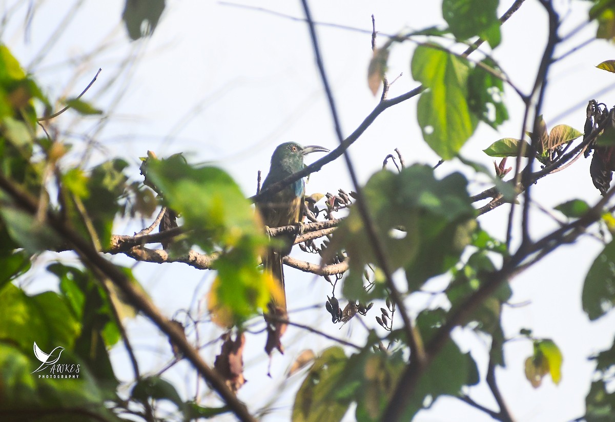 Blue-bearded Bee-eater - ML619790422