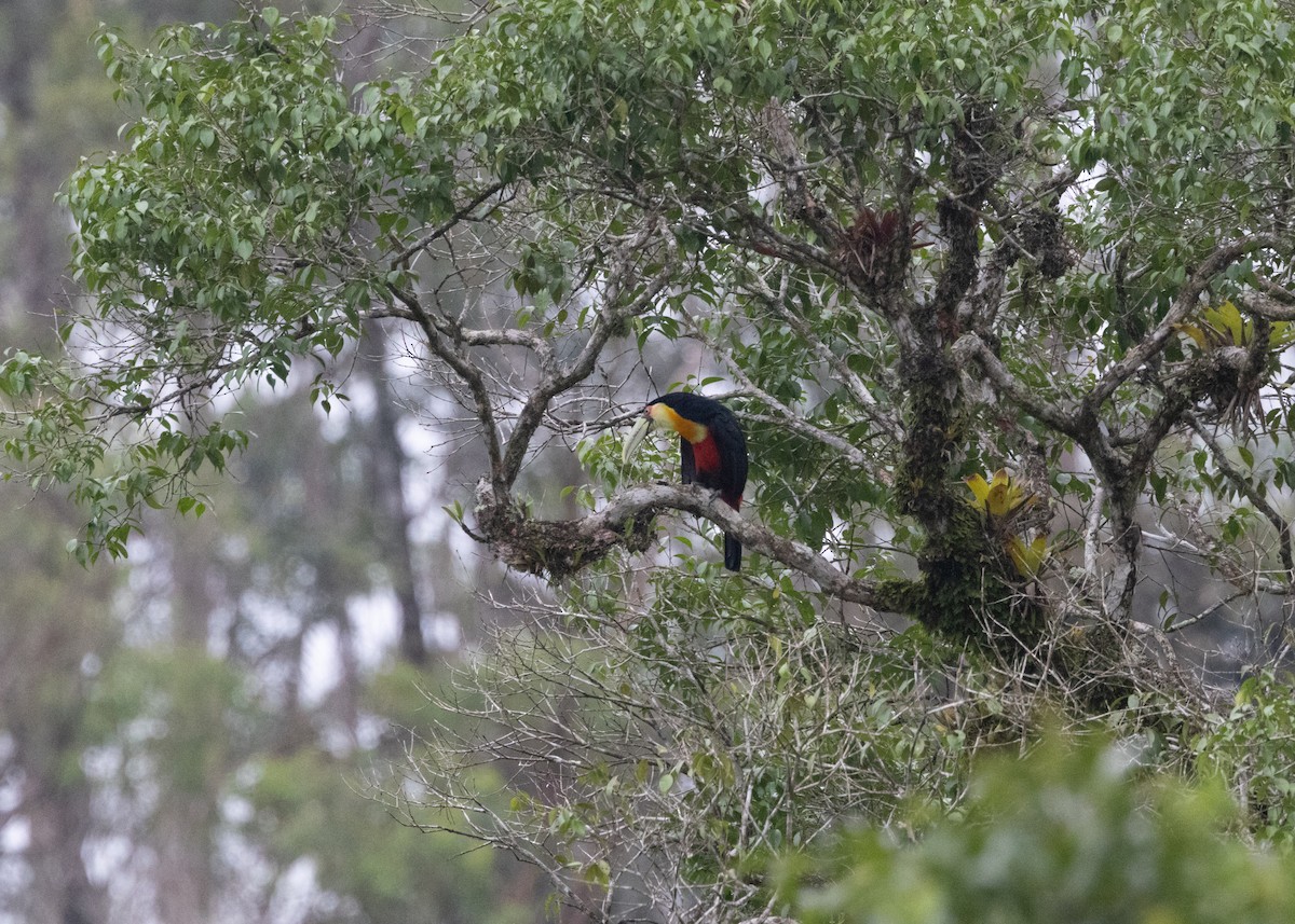Red-breasted Toucan - ML619790437