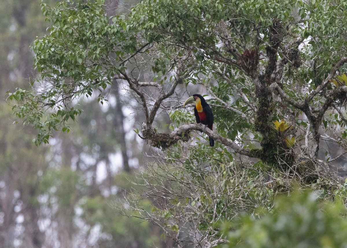 Red-breasted Toucan - ML619790438