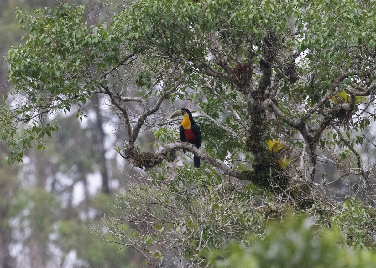 Red-breasted Toucan - ML619790439
