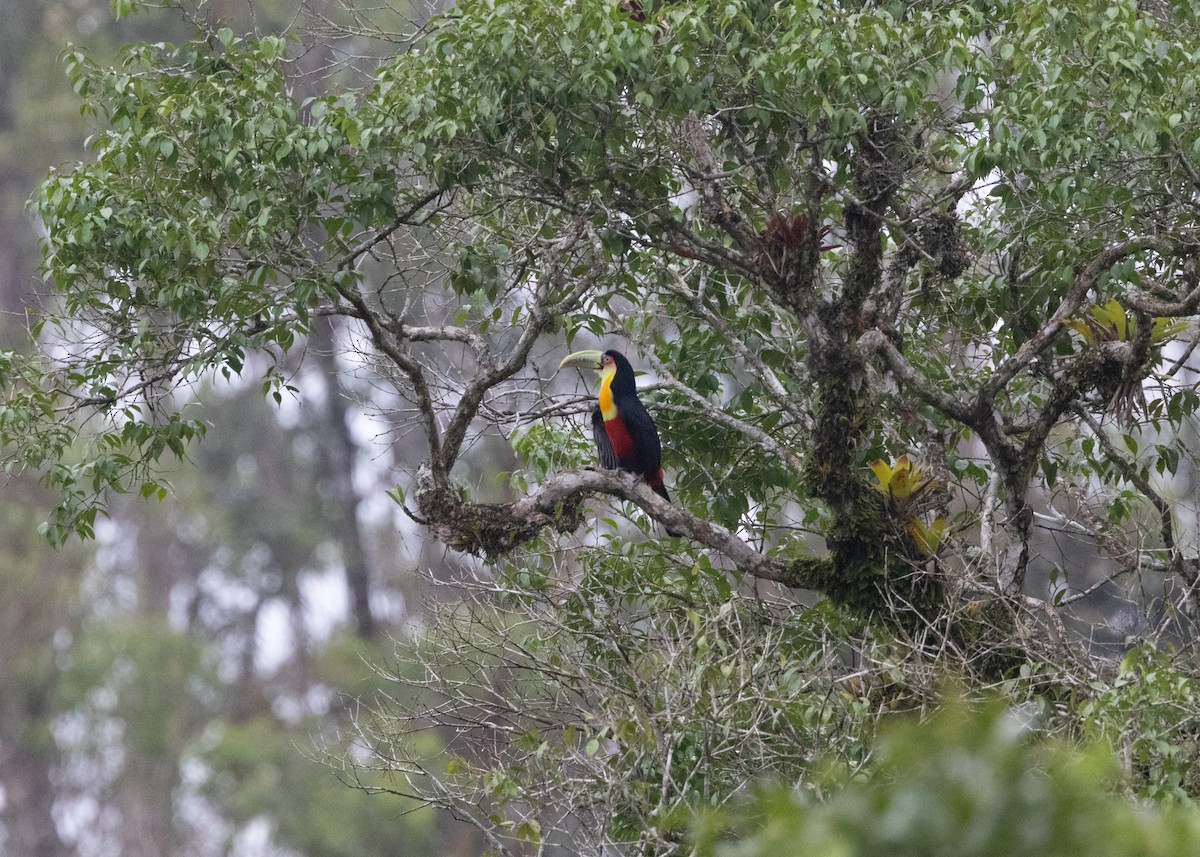 Red-breasted Toucan - ML619790440