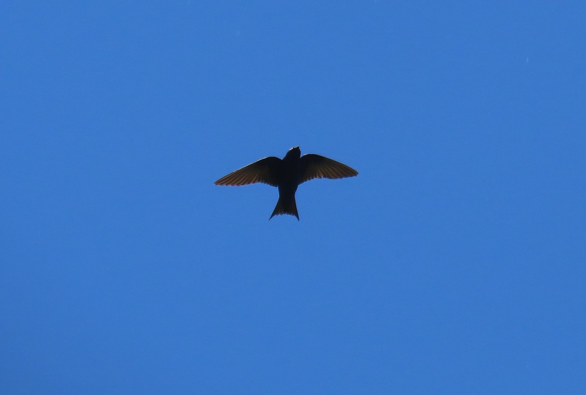 Purple Martin - ML619790441