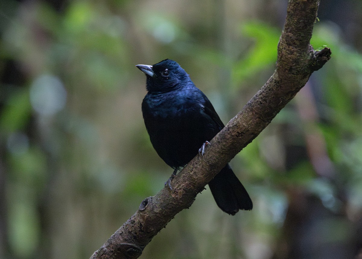 Ruby-crowned Tanager - ML619790446