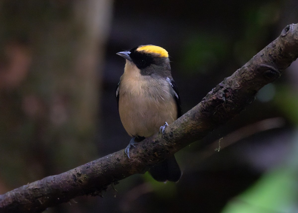 Black-goggled Tanager - ML619790452