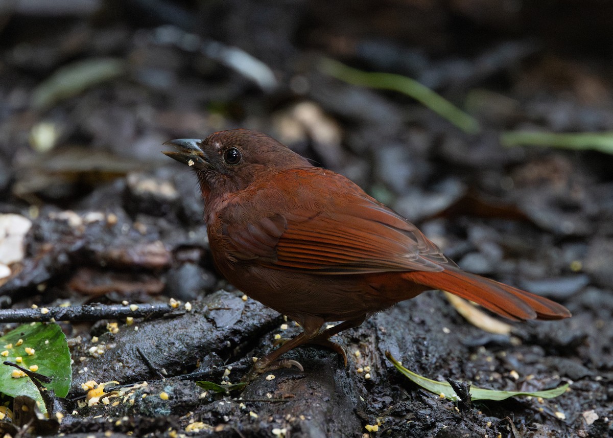 Red-crowned Ant-Tanager (Red) - ML619790461