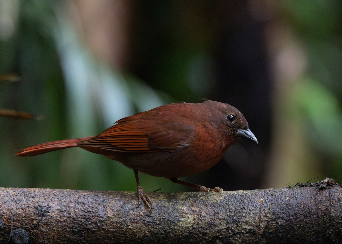 Red-crowned Ant-Tanager (Red) - ML619790462