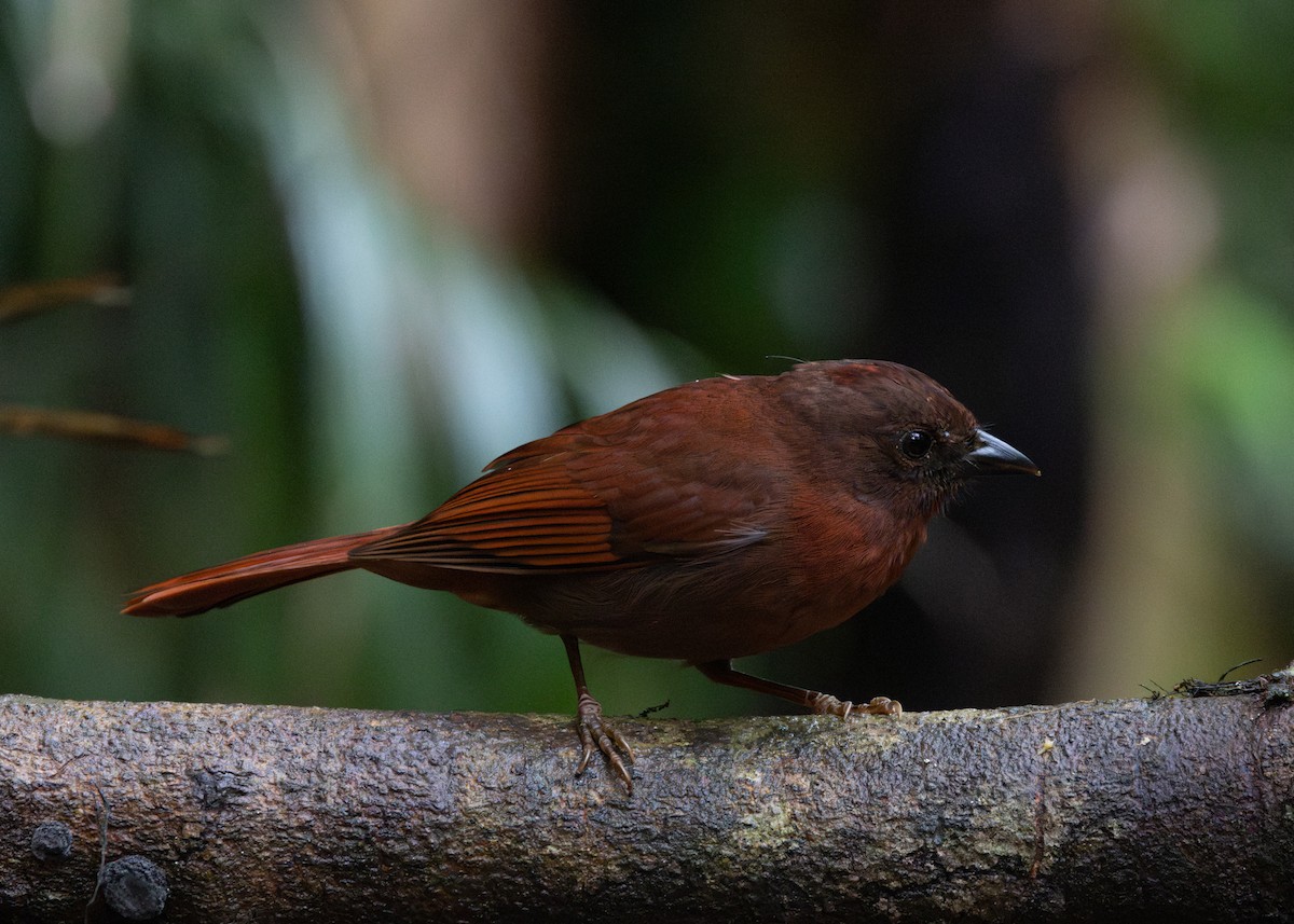 Red-crowned Ant-Tanager (Red) - ML619790463