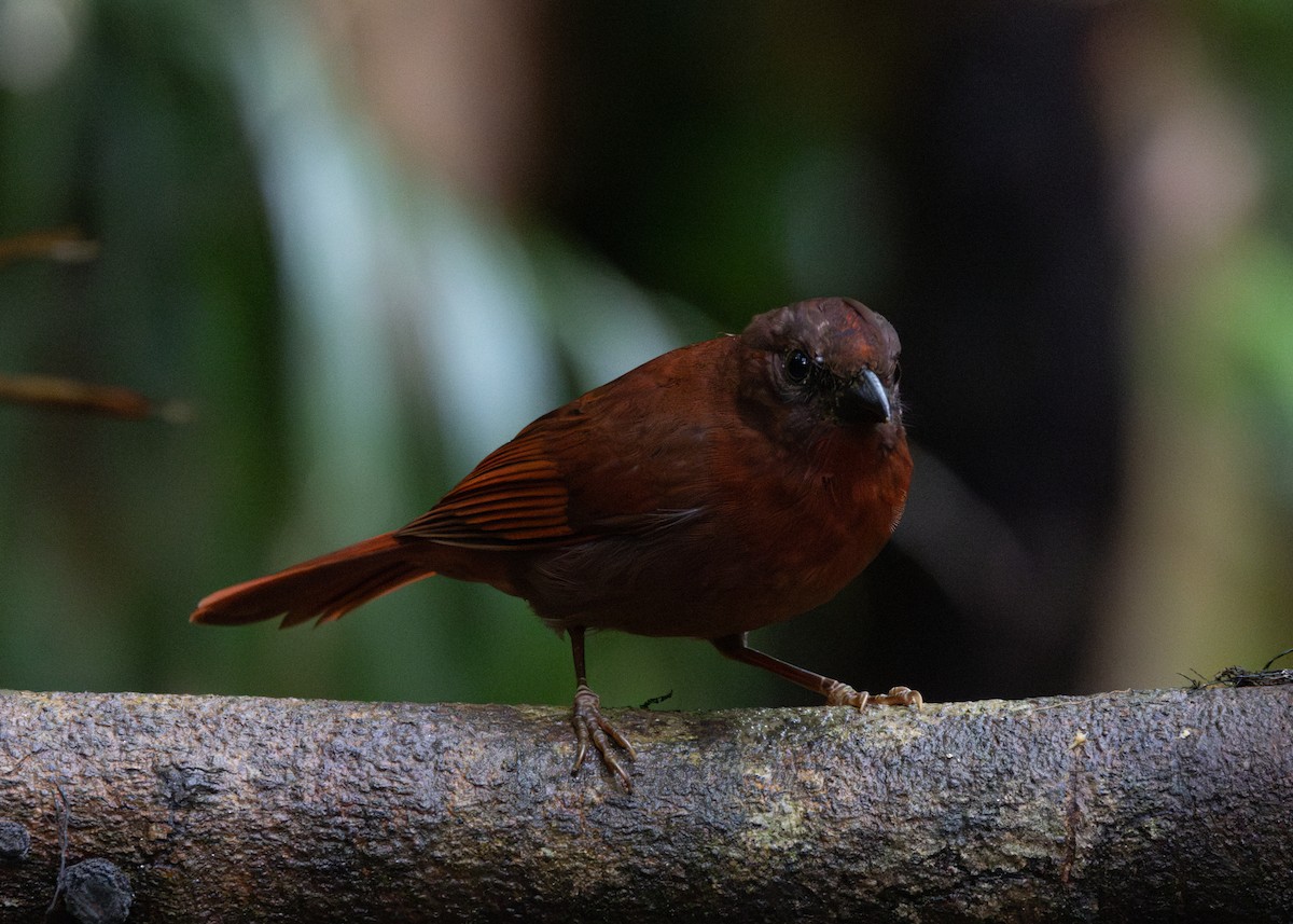 Red-crowned Ant-Tanager (Red) - ML619790464