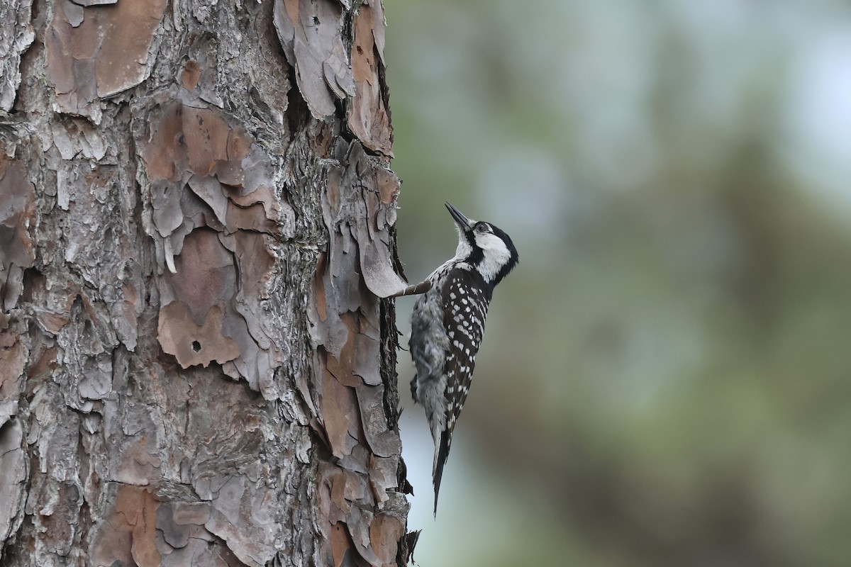 Red-cockaded Woodpecker - ML619790466