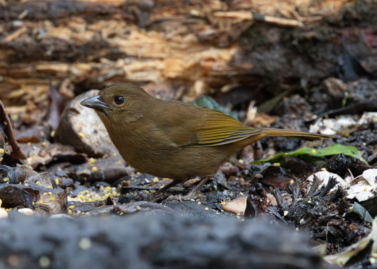 Red-crowned Ant-Tanager (Red) - ML619790468