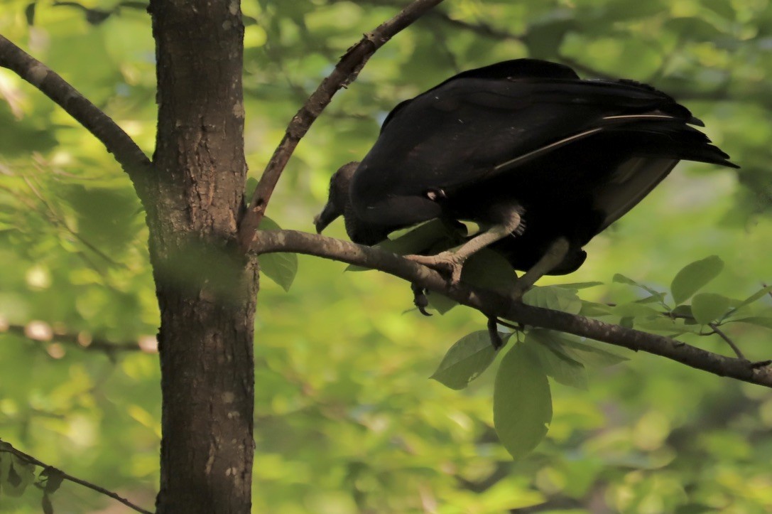 Black Vulture - ML619790488