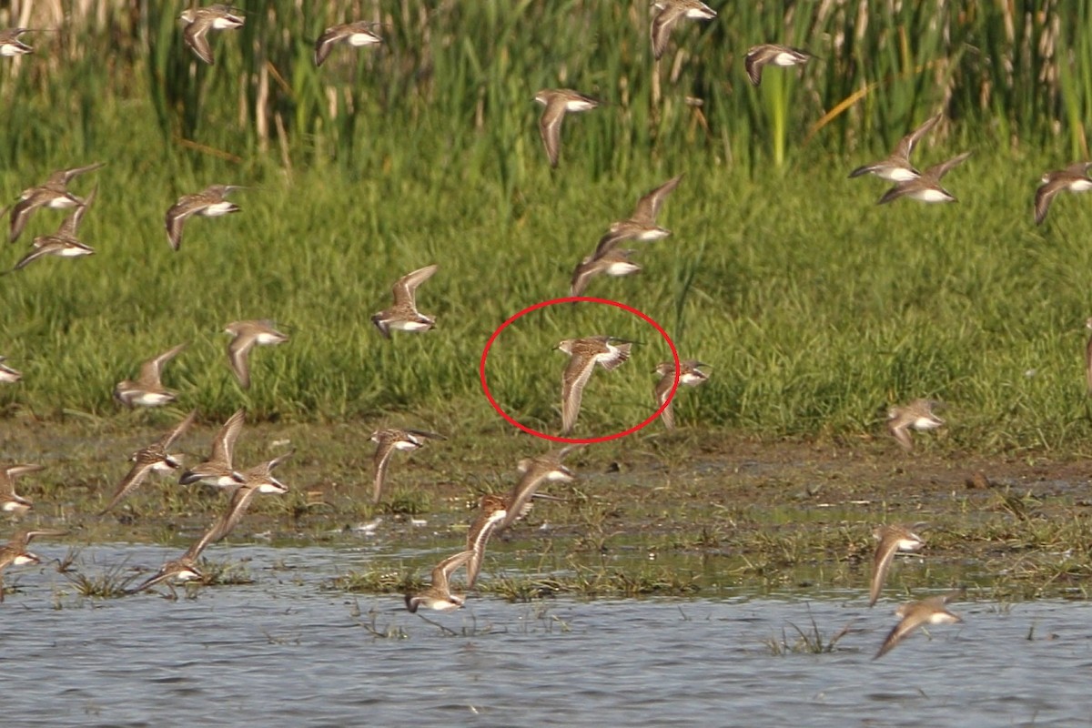 White-rumped Sandpiper - ML619790493