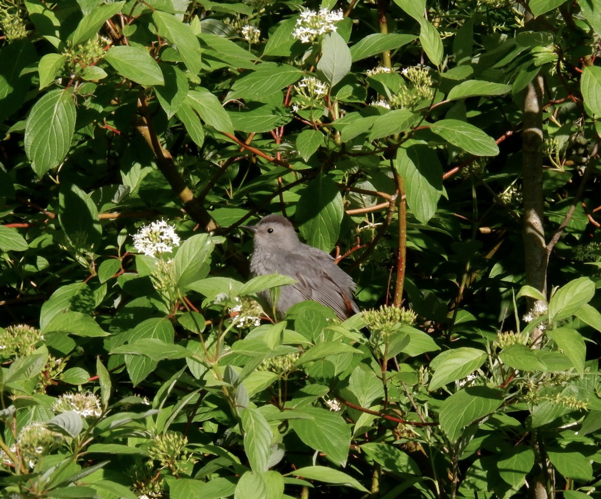 Gray Catbird - ML619790496