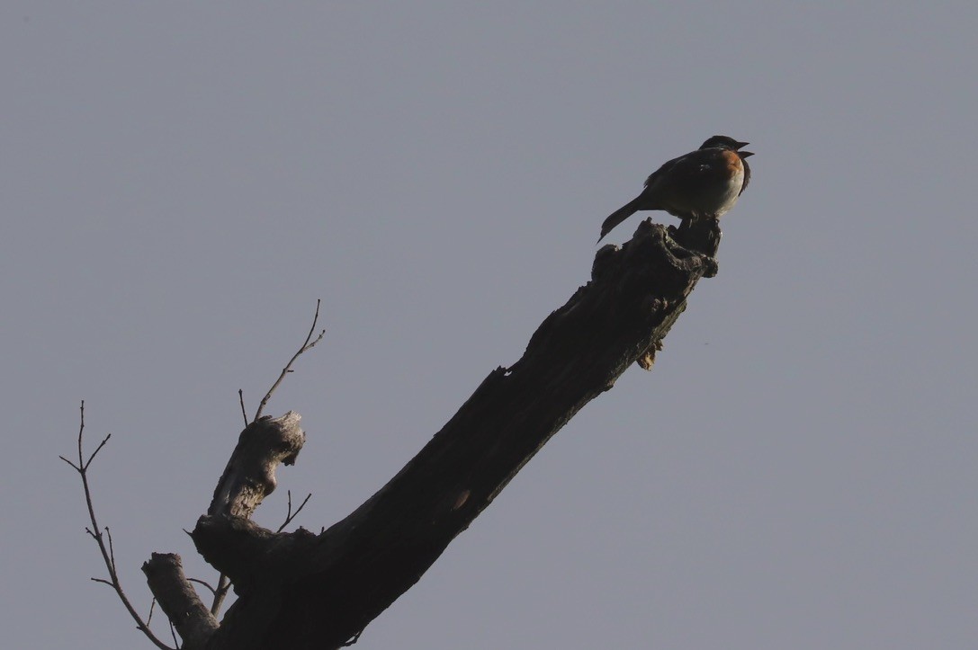 Eastern Towhee - ML619790529