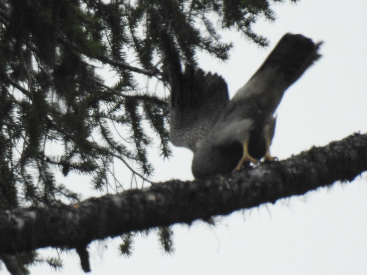 American Goshawk - ML619790535