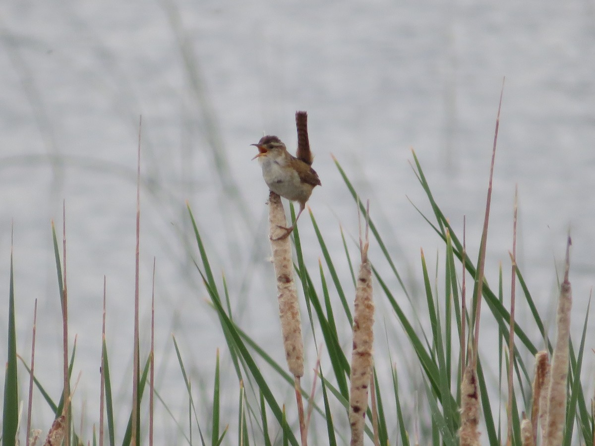 Marsh Wren - ML619790540