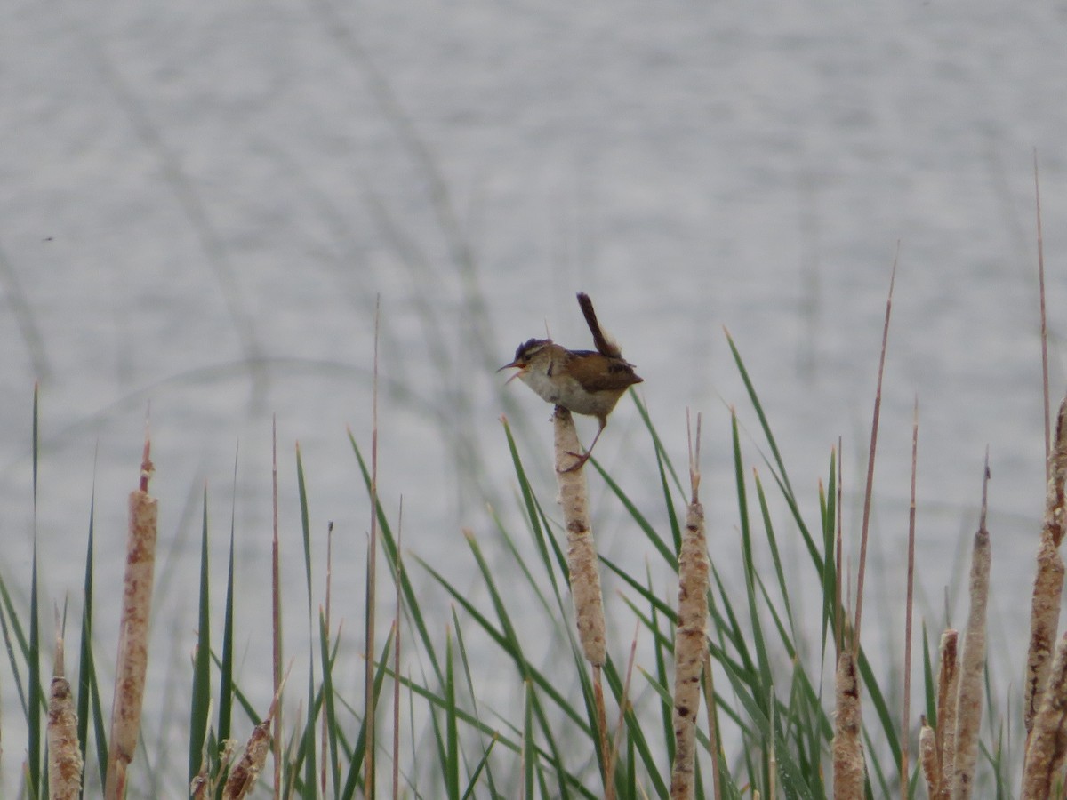 Marsh Wren - ML619790542