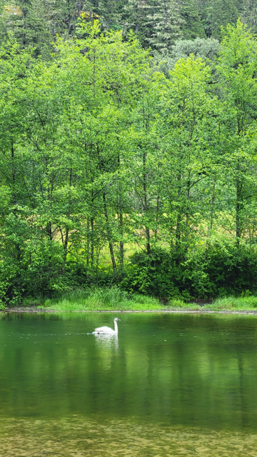 Cisne Trompetero - ML619790553