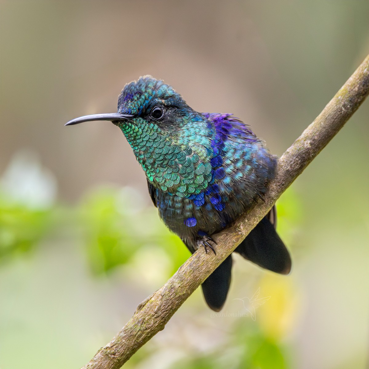 Crowned Woodnymph (Northern/Colombian Violet-crowned) - ML619790562
