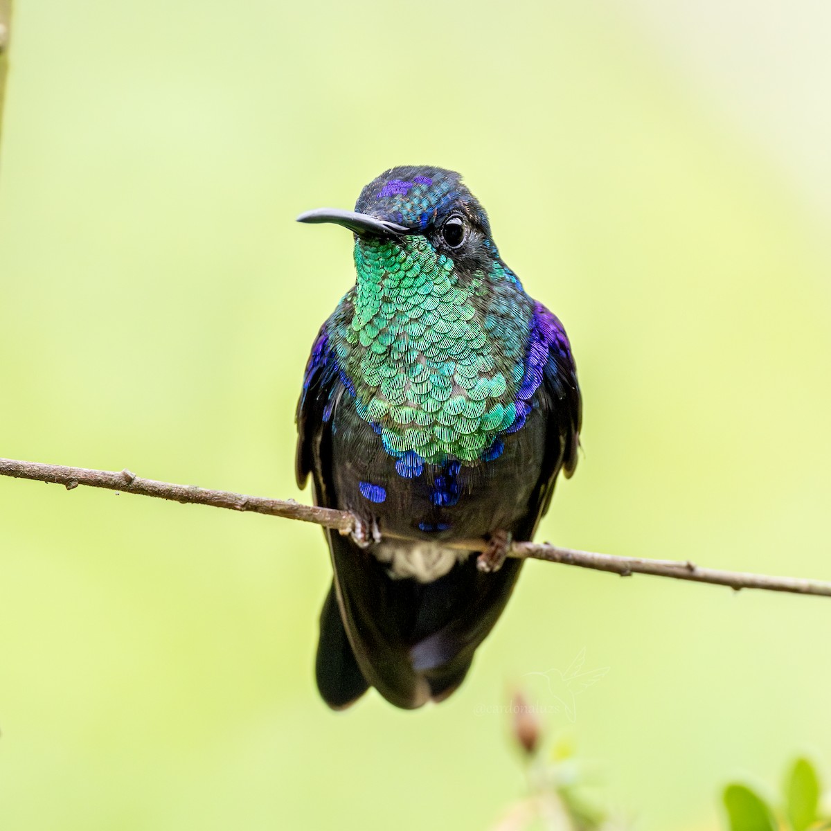 Crowned Woodnymph (Northern/Colombian Violet-crowned) - ML619790563