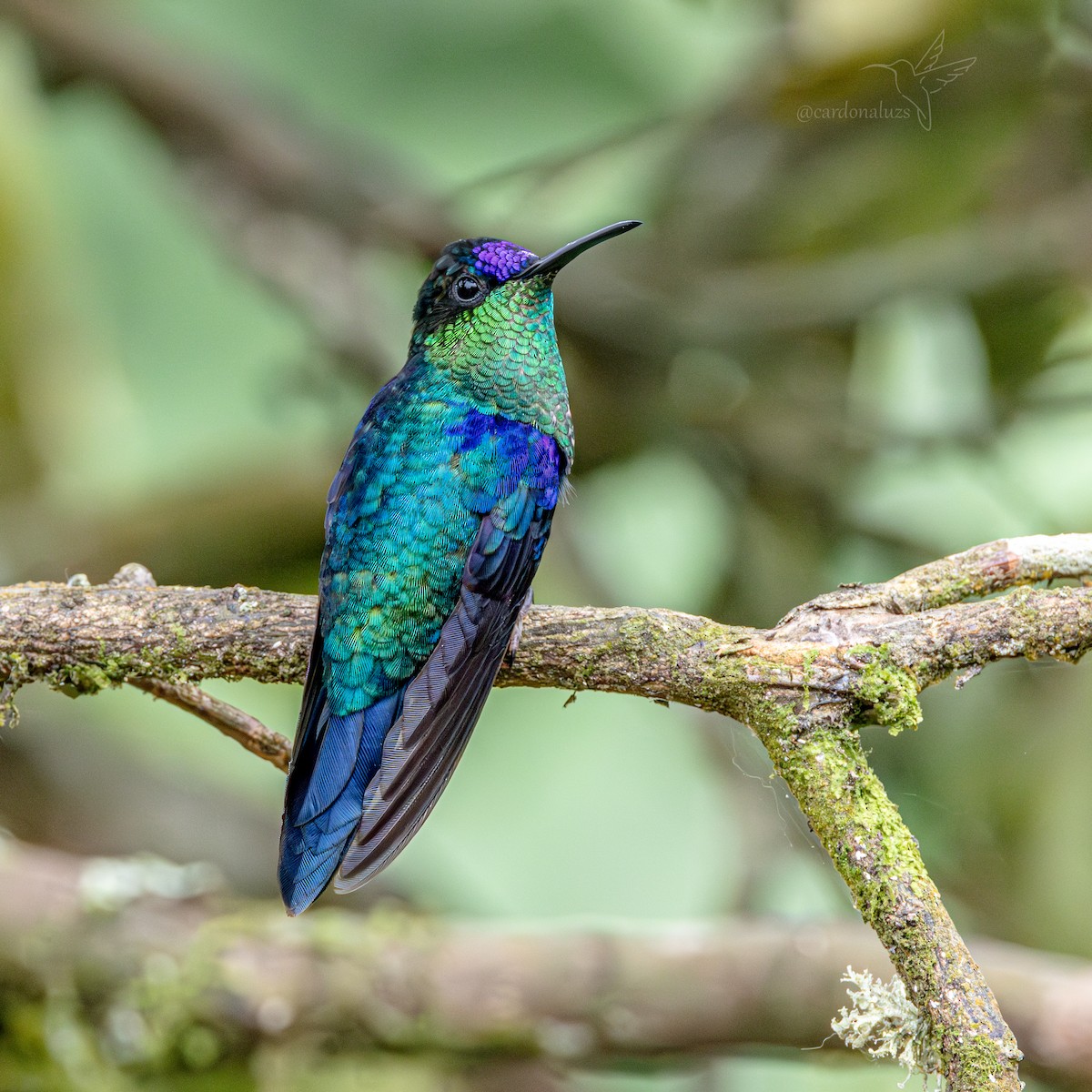 Crowned Woodnymph (Northern/Colombian Violet-crowned) - ML619790566
