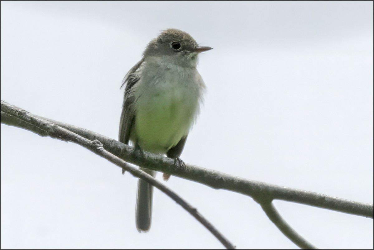 Least Flycatcher - ML619790569