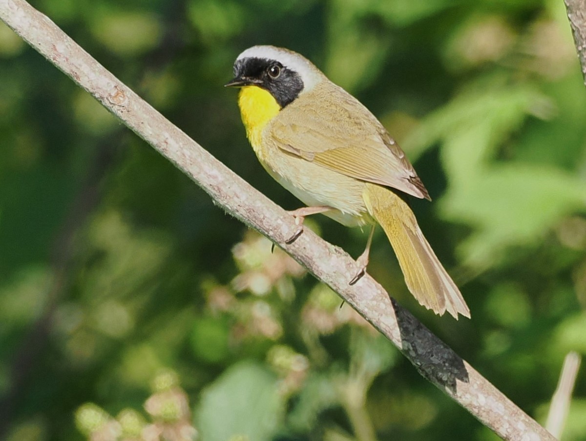 Paruline masquée - ML619790581