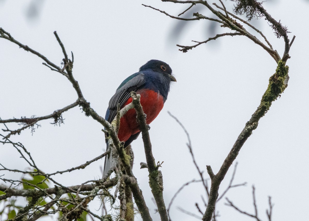 Surucua Trogon - ML619790588