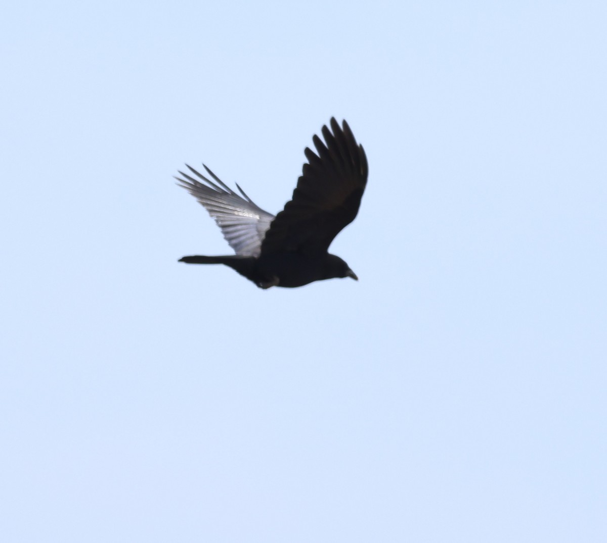 American Crow - ML619790591