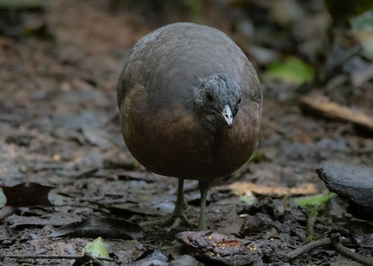 Brown Tinamou - ML619790599