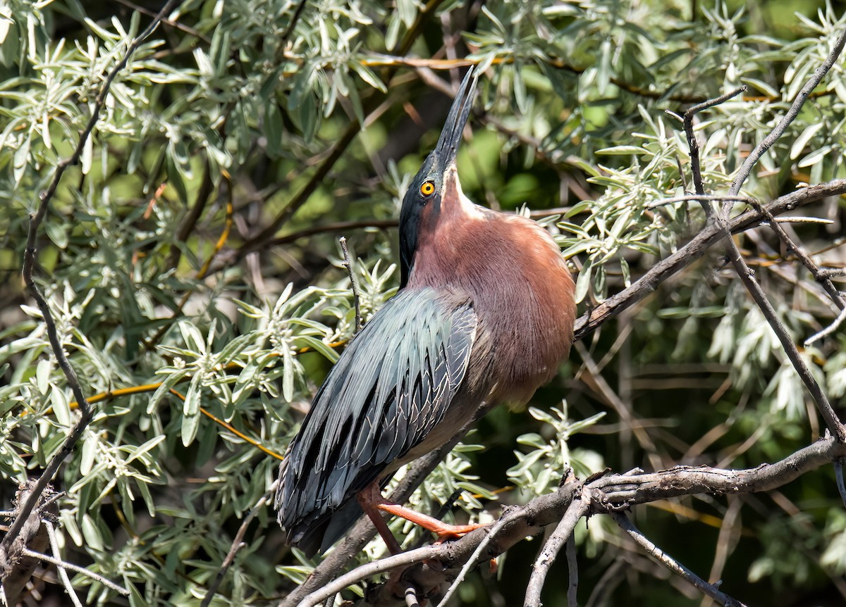 Green Heron - ML619790656